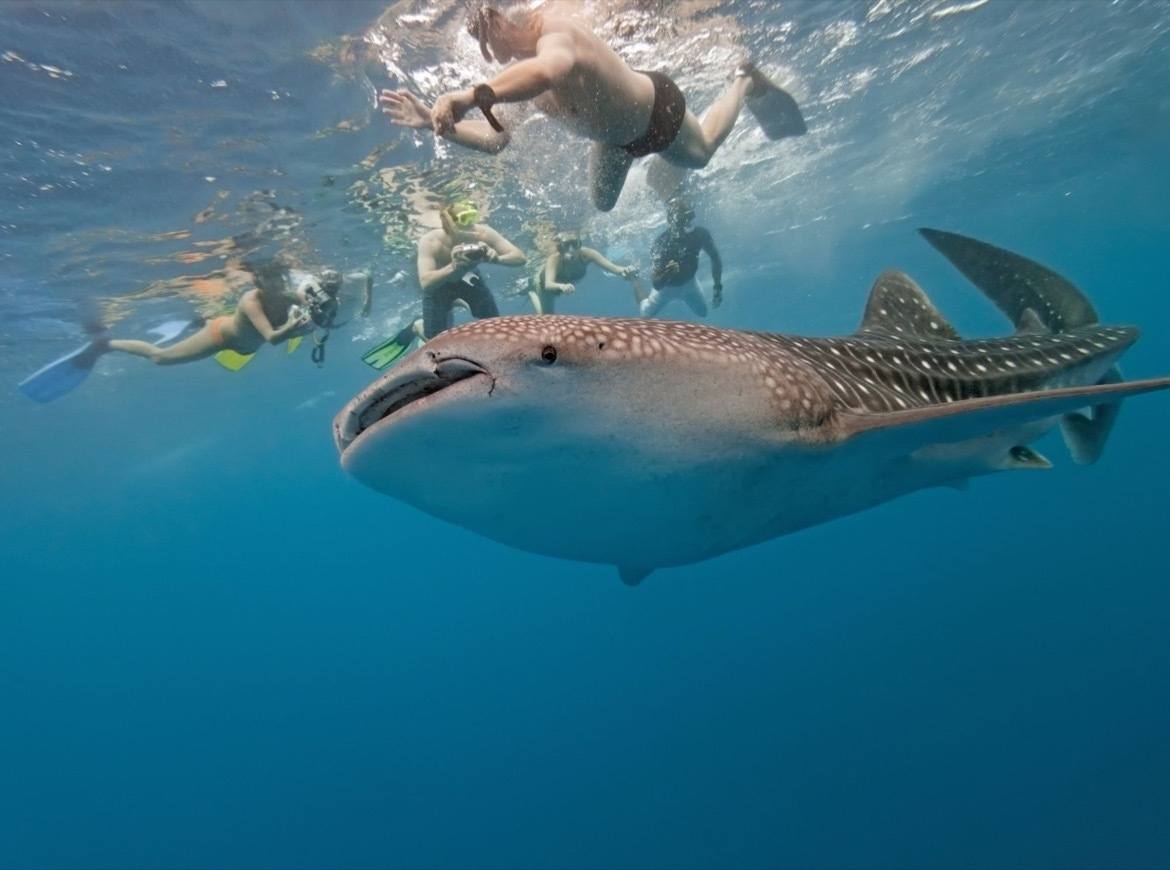 Whale shark