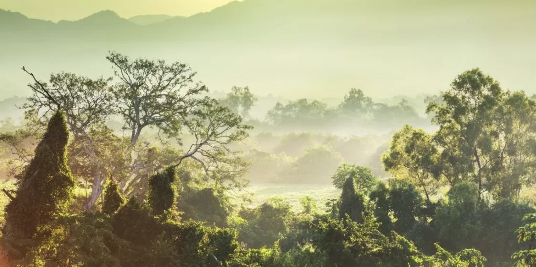 Rainforest in Costa Rica