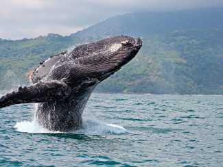 Whale