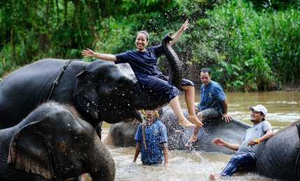 Elephants in Thailand